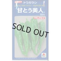 送料無料　[とうがらし]　甘とう美人　500粒　タキイ種苗(株)