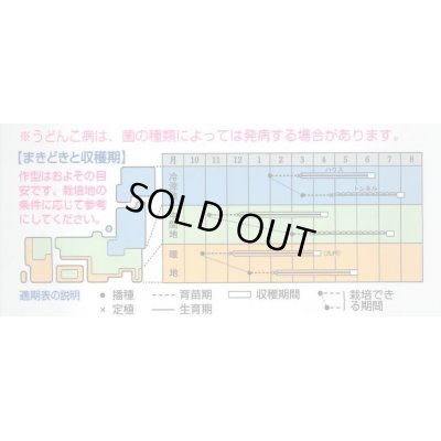 画像2: 送料無料　[メロン]　レノンハート　100粒　タキイ種苗