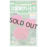 送料無料　花の種　久留米けいとう　切り花用アーリーローズ　約143粒　(株)サカタのタネ　実咲250（026236）