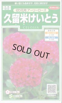 送料無料　花の種　久留米けいとう　切り花用アーリーローズ　約143粒　(株)サカタのタネ　実咲250（026236）