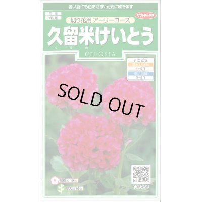 花種 小袋 久留米けいとう 切り花用アーリーローズ 小袋 サカタのタネ 花種 花種 小袋 春まき グリーンロフトネモト直営