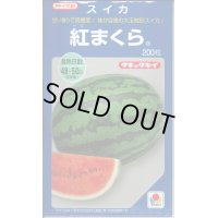 送料無料　[スイカ]　大玉スイカ　紅まくら　200粒　タキイ種苗(株)