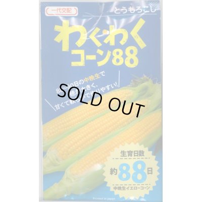 画像1: 送料無料　[とうもろこし]　わくわくコーン88　100粒　カネコ交配