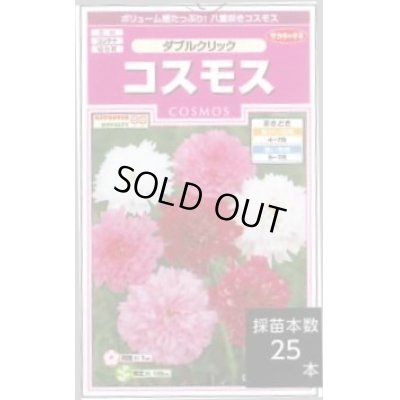 画像1: 送料無料　花の種　コスモス　ダブルクリック　約36粒　(株)サカタのタネ　実咲350（026109）