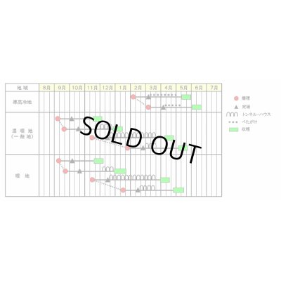 画像2: [レタス]　パワースイープ　コート種子　5000粒　サカタのタネ（株）