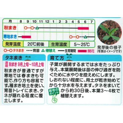 画像2: 送料無料　花の種　なでしこ　河原混合　タキイ種苗(株)