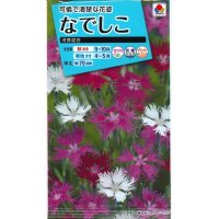 送料無料　花の種　なでしこ　河原混合　タキイ種苗(株)