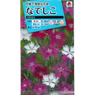 画像1: 送料無料　花の種　なでしこ　河原混合　タキイ種苗(株)