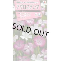 送料無料　花の種　アグロステンマ　ラブリーミックス　タキイ種苗(株)