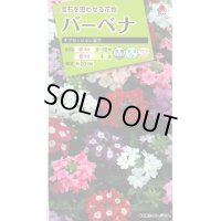 送料無料　花の種　バーベナ　オブセッション　タキイ種苗(株)