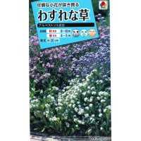 送料無料　花の種　わすれな草　アルペストリス混合　タキイ種苗(株)