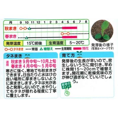 画像2: 送料無料　花の種　わすれな草　アルペストリス混合　タキイ種苗(株)