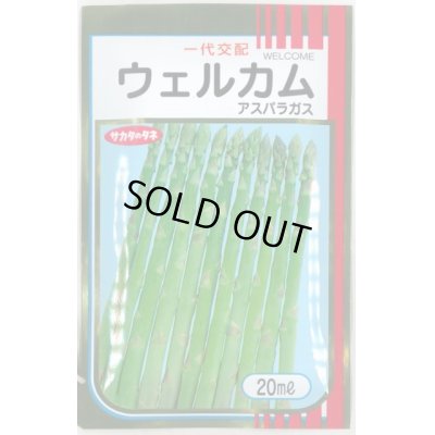 画像1: 送料無料　[アスパラガス]　ウェルカム　20ml　(株)サカタのタネ