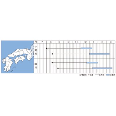 画像3: 送料無料[人参]　優馬　ペレット種子　1万粒　タキイ種苗(株)