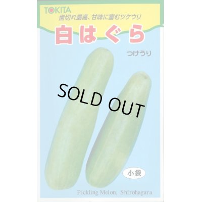 画像1: 送料無料　[瓜類]　白はぐら　20ml(およそ700粒)　トキタ種苗(株)