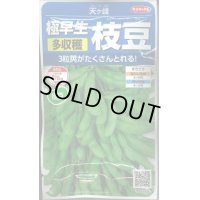 送料無料　[枝豆]　天ヶ峰　約50粒　(株)サカタのタネ　実咲250（003150）