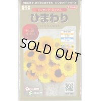 送料無料　花の種　ひまわり　ビンセント　ミックス　40粒　(株)サカタのタネ　実咲500（026388）