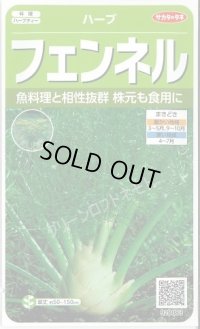 送料無料　[ハーブの種]　フェンネル　約120粒　(株)サカタのタネ　実咲（003189）