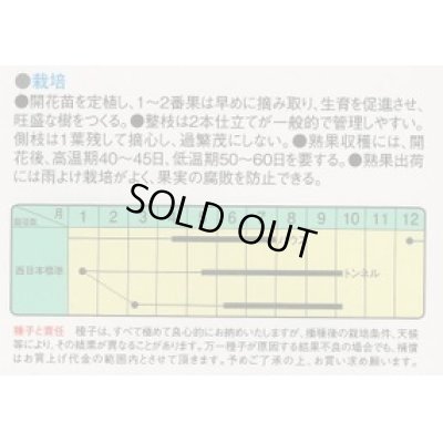 画像2: 送料無料　[ピーマン]　ジャンボピーマン　オレンジキング　15粒　中原採種場(株)