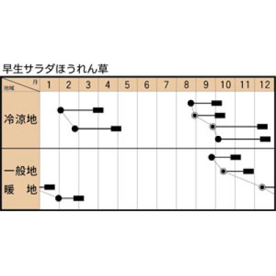 画像2: 送料無料　[ほうれんそう]　早生サラダほうれんそう　1dl　トキタ種苗(株)