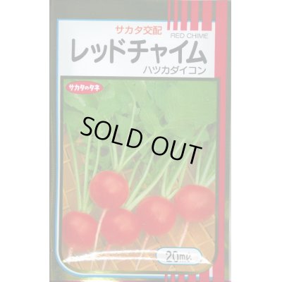 画像1: 送料無料　[大根]　はつかだいこん　レッドチャイム　20ml　(株)サカタのタネ