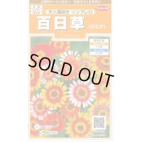 送料無料　花の種　百日草　天人菊咲きソンブレロ　約40粒　(株)サカタのタネ　実咲200（026353）