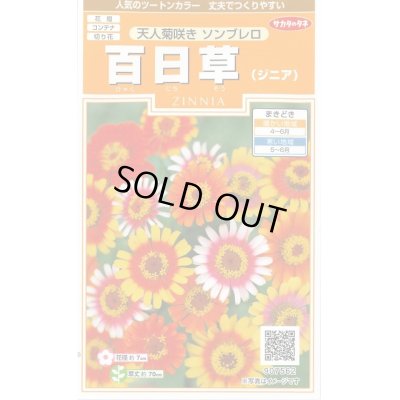 画像1: 送料無料　花の種　百日草　天人菊咲きソンブレロ　約40粒　(株)サカタのタネ　実咲200（026353）