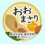青果シール　落花生　おおまさり　100枚