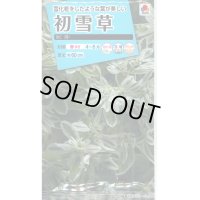 送料無料　花の種　初雪草　氷河(ひょうが)　1袋(約50粒)　タキイ種苗