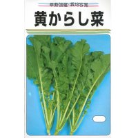 送料無料　[葉物]　黄からし菜　20ml