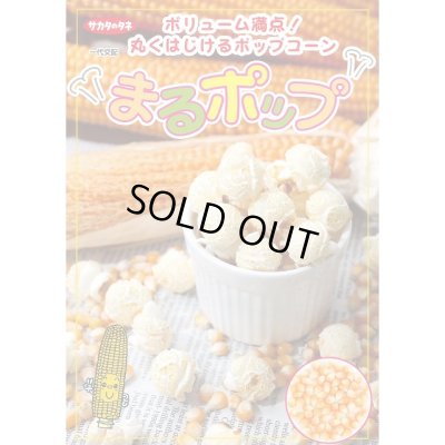 画像2: 送料無料　[とうもろこし]　まるポップ　約65粒　(株)サカタのタネ　実咲450（002893）