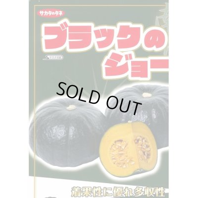 画像3: 送料無料　[かぼちゃ]　ブラックのジョー　6粒　(株)サカタのタネ　実咲450（002875）