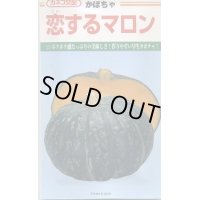 送料無料　[かぼちゃ]　恋するマロン　50粒　カネコ交配