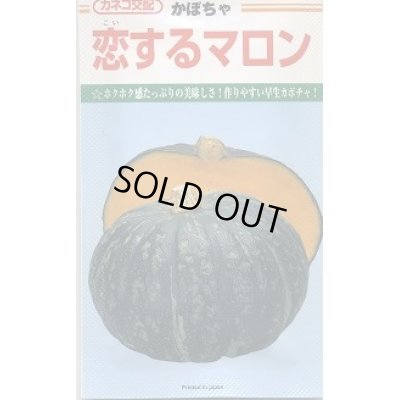 画像1: 送料無料　[かぼちゃ]　恋するマロン　50粒　カネコ交配