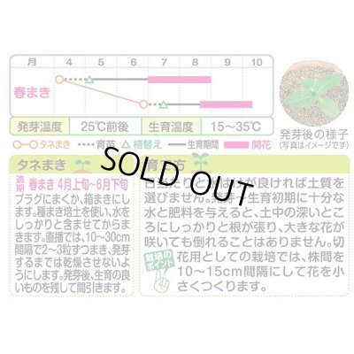 画像2: 送料無料　花の種　ひまわり　フロリスタン　小袋　タキイ種苗(株)