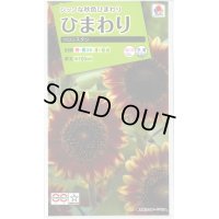 送料無料　花の種　ひまわり　フロリスタン　小袋　タキイ種苗(株)