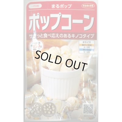 画像1: 送料無料　[とうもろこし]　まるポップ　約65粒　(株)サカタのタネ　実咲450（002893）