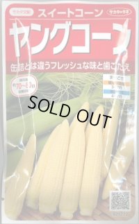 送料無料　[とうもろこし]　ヤングコーン　約90粒　(株)サカタのタネ　実咲450（002894）