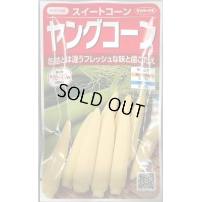 とうもろこし ヤングコーン 45ml 実咲 サカタのタネ 野菜種 とうもろこし グリーンロフトネモト直営