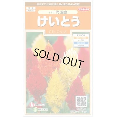 画像1: 送料無料　花の種　けいとう　八千代混合　約186粒　(株)サカタのタネ　実咲200（026322）