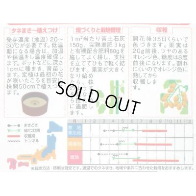 画像2: 送料無料　[トマト/ミニトマト]　オレンジアイコ　13粒　(株)サカタのタネ　実咲550 （002827）