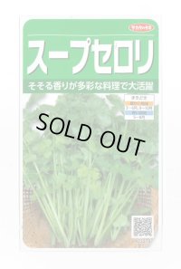 送料無料　[セロリ]　スープセロリ　約2600粒　(株)サカタのタネ　実咲250（002998）