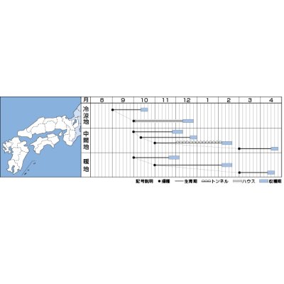 画像2: [ほうれんそう]　冬ごのみ　1L　タキイ種苗(株)