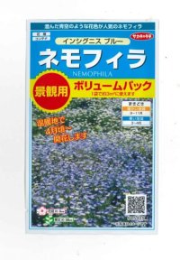 送料無料　花の種　景観用　ネモフィラ　インシグニスブルー　約3平米用　(株)サカタのタネ　実咲350（026178）