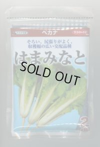 送料無料　[葉物]　はまみなとべかな　2dl　(株)サカタのタネ