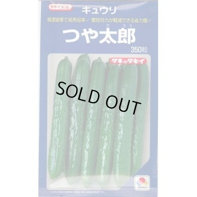 画像1: 送料無料　[キュウリ]　つや太郎　350粒　タキイ種苗(株)