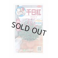 送料無料　花の種　千日紅　ネオンローズ　約50粒　(株)サカタのタネ　実咲350（026117）