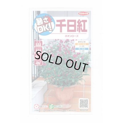 画像1: 送料無料　花の種　千日紅　ネオンローズ　約50粒　(株)サカタのタネ　実咲350（026117）