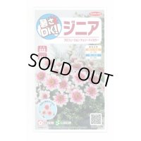 送料無料　花の種　ジニア　プロフュージョン　チェリーバイカラー　約10粒　(株)サカタのタネ　実咲250（026281）