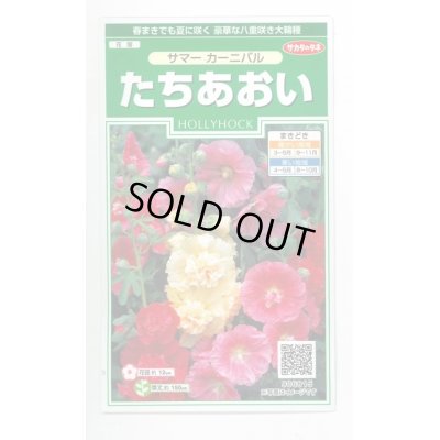 画像1: 送料無料　花の種　たちあおい　サマーカーニバル　約25粒　　(株)サカタのタネ　実咲250（026292）